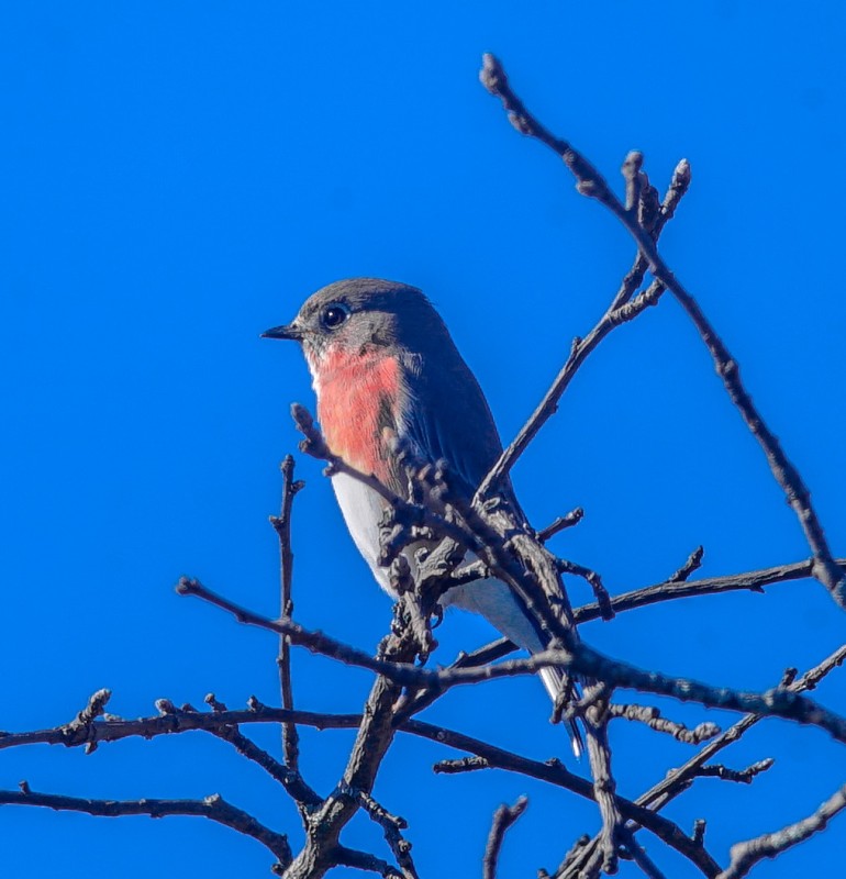 Small Thrush (Tak FS-60C)