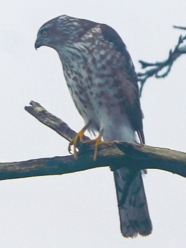 Sharp-shinned Hawk (Tak FS-60C)