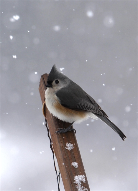 Tufted Titmouse in Snow