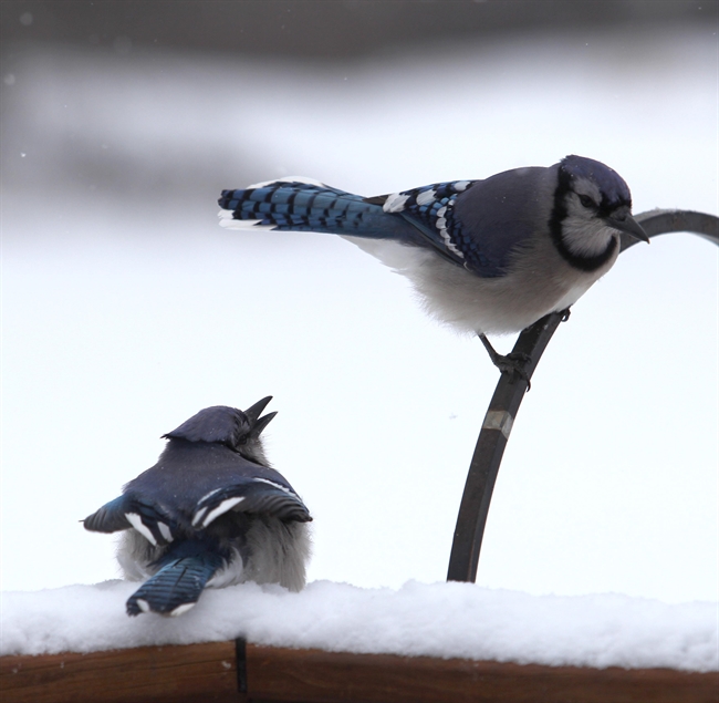 Frolicking Bluejays