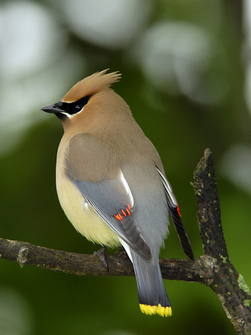 Cedar Waxwing