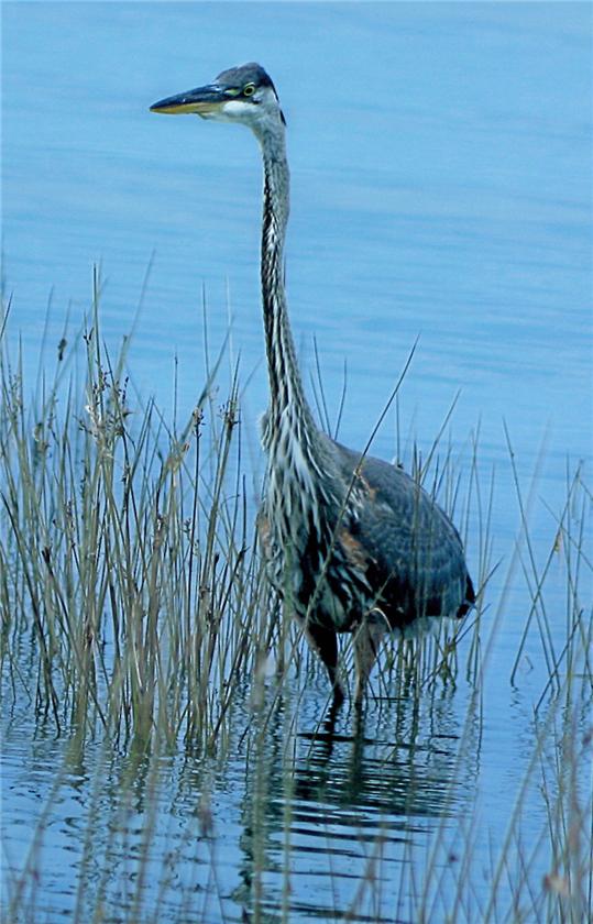 Huron Heron