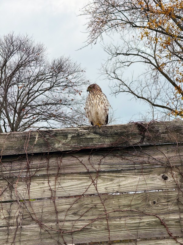 Guarding the Wall