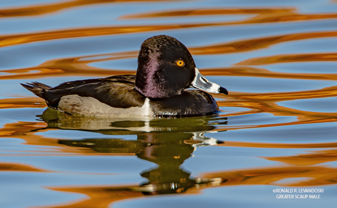 GREATER SCAUP