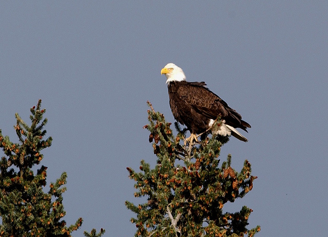 Bald Eagle