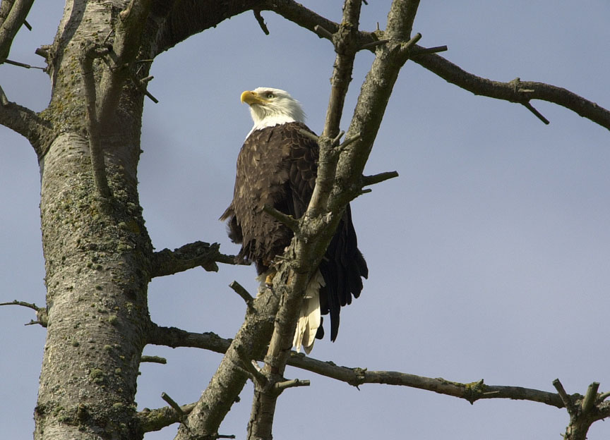 Bald Eagle