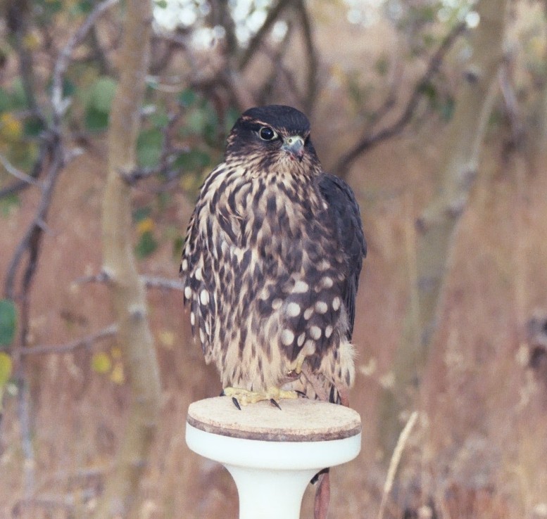 Falcon