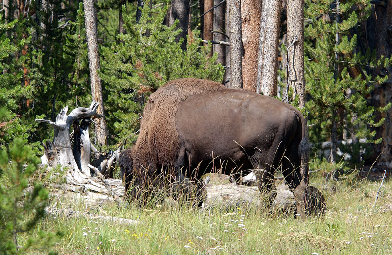 Bison