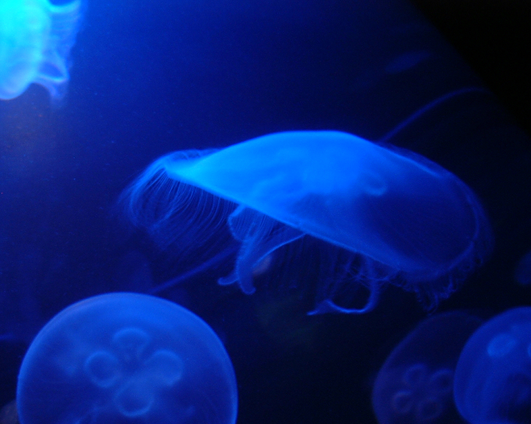 Jellies