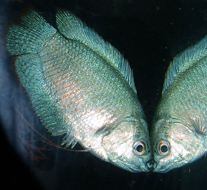 Gourami