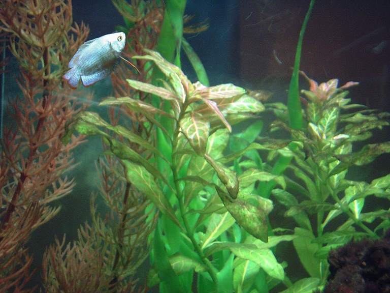 Gourami and Planted Tank