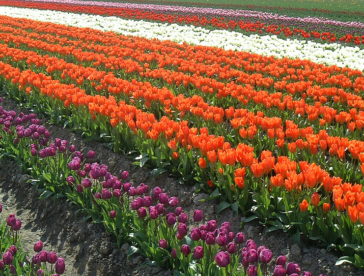 Tulips in the Skagit Valley