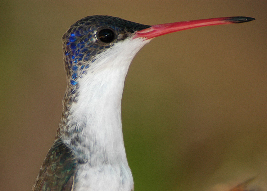 Violet-Crowned Hummingbird