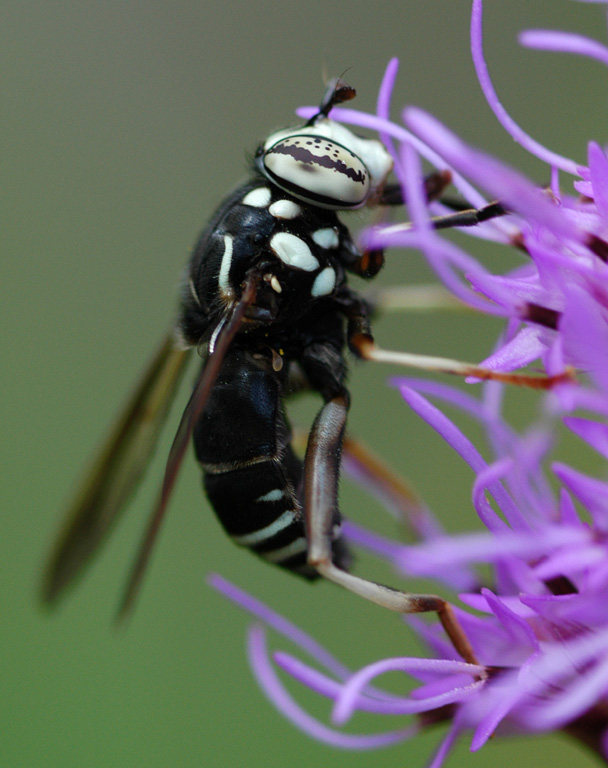 Gettin a Buzz