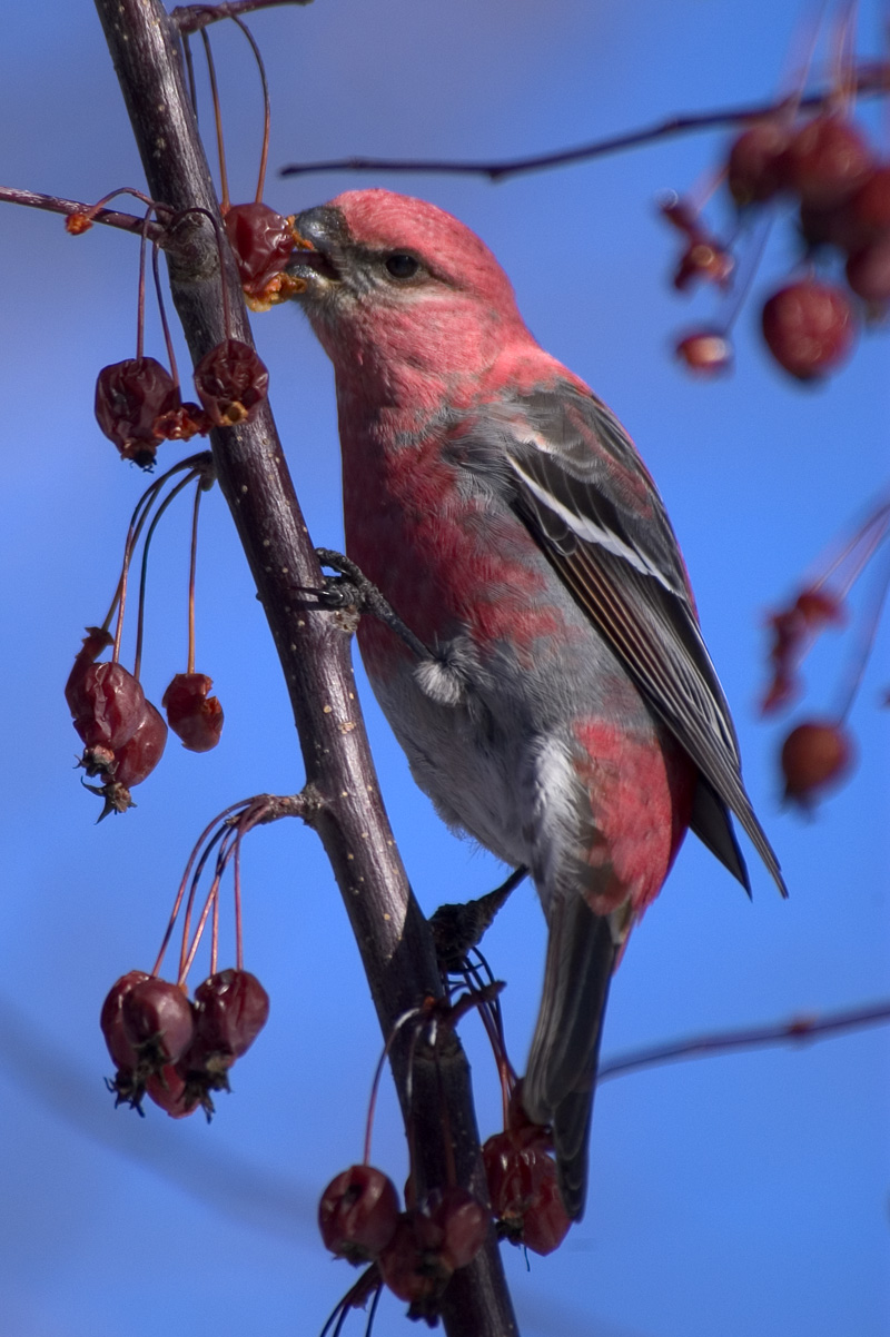 Pine Grosbeak Male image