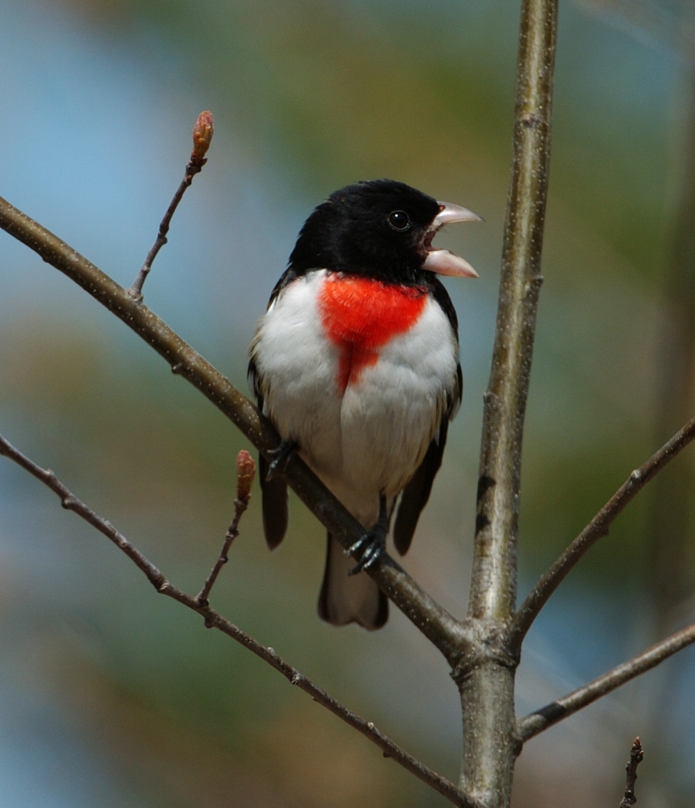 Rose-breasted Grosbeak