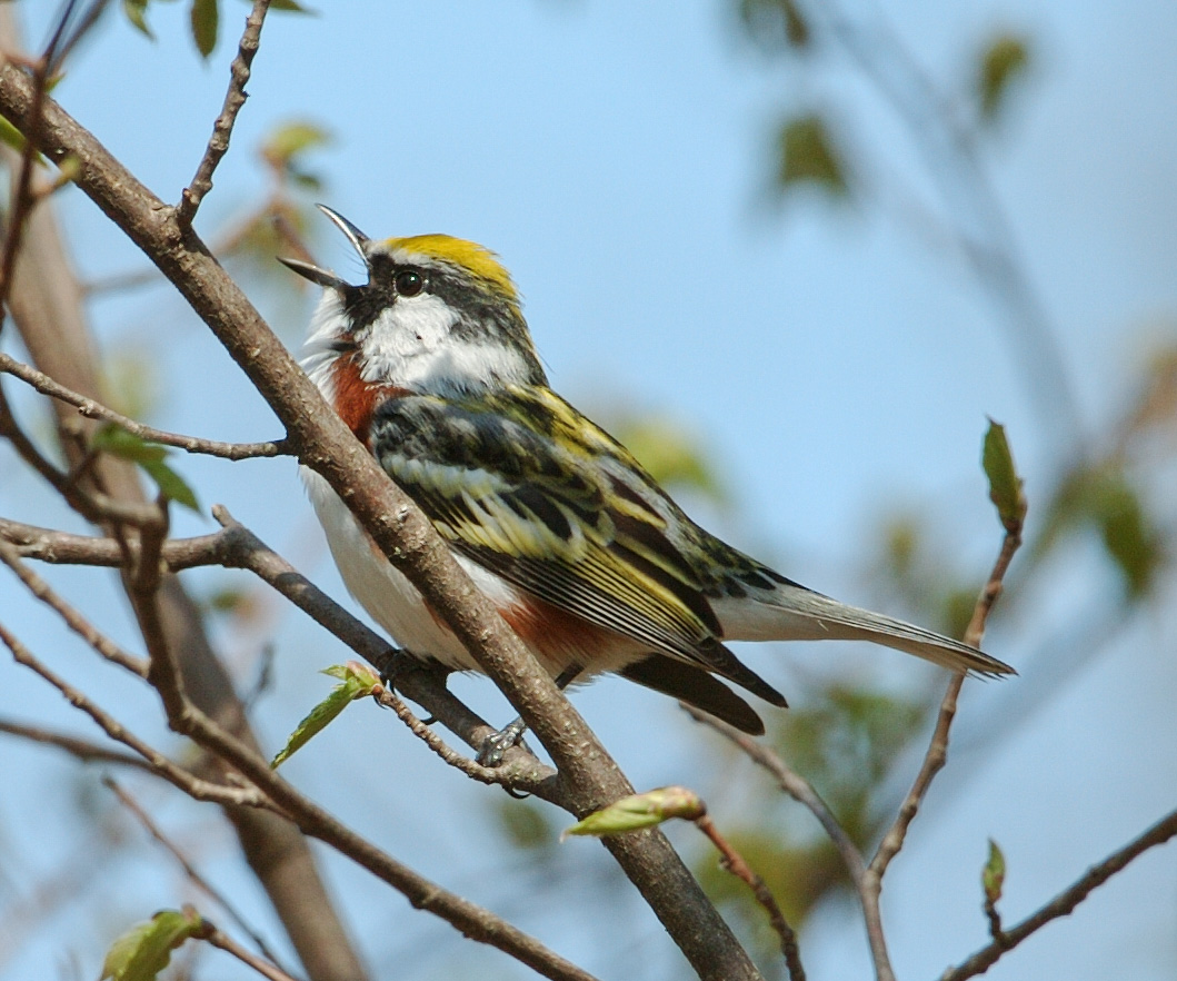 Chestnut-sided Warbler
