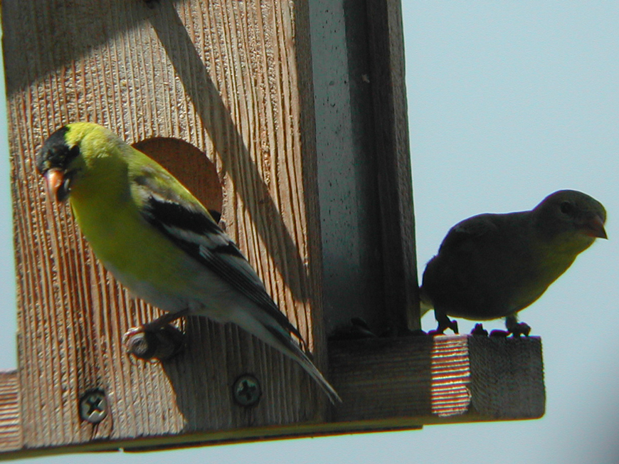 Look at the little birdies