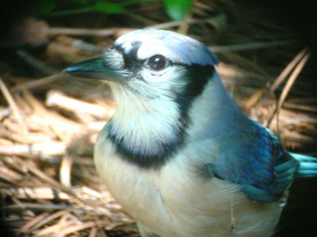 BLUEJAY PORTRAIT