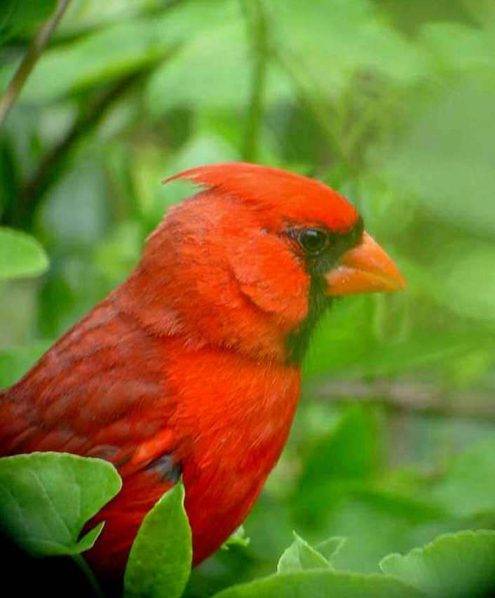 CARDINAL