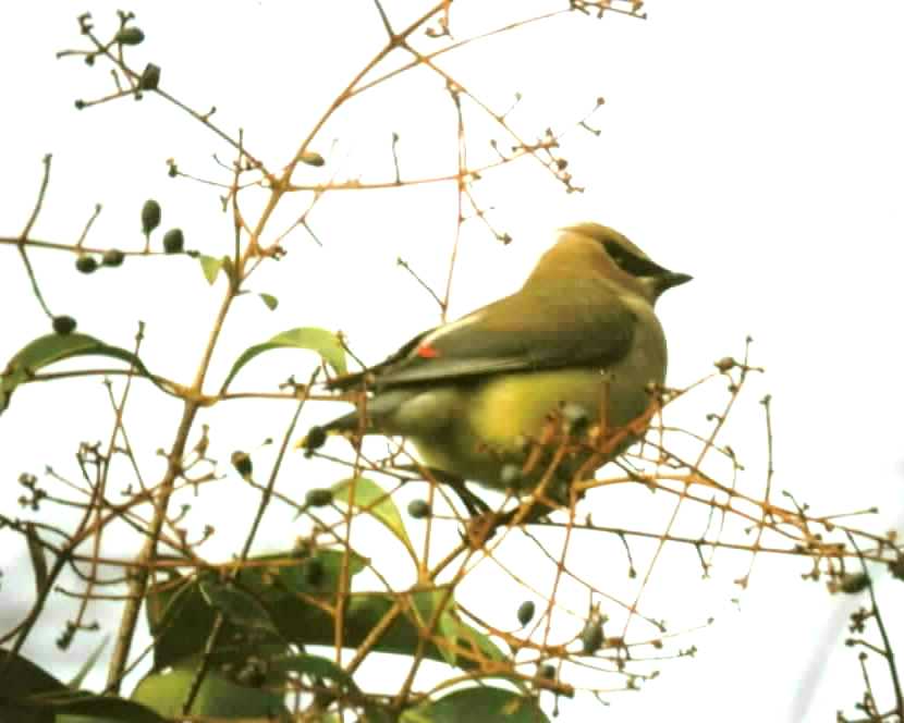 CEDAR WAXWING
