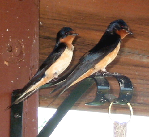 Barn Swallows