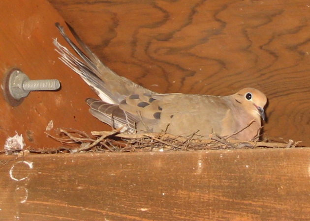 Nesting Dove
