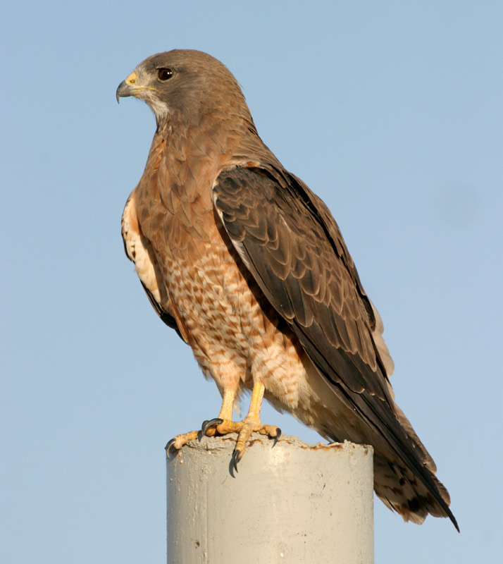 Swainsons Hawk