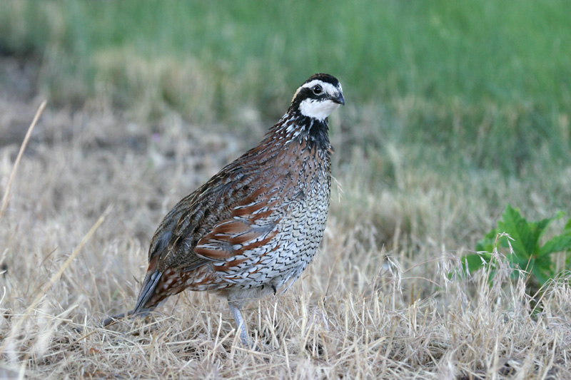Northern Bobwhite image