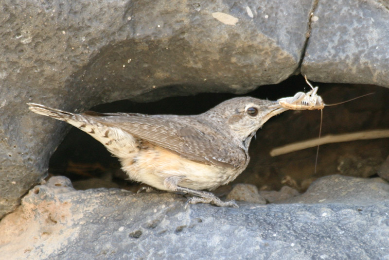 Rock Wren