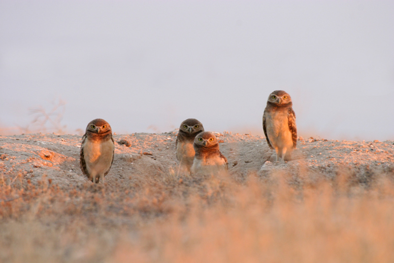 Fledgling Burrowing Owls image