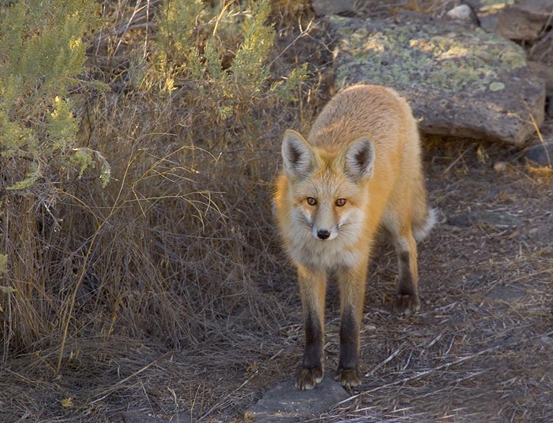 Red Fox