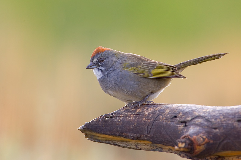 Green-tailed Towhee
