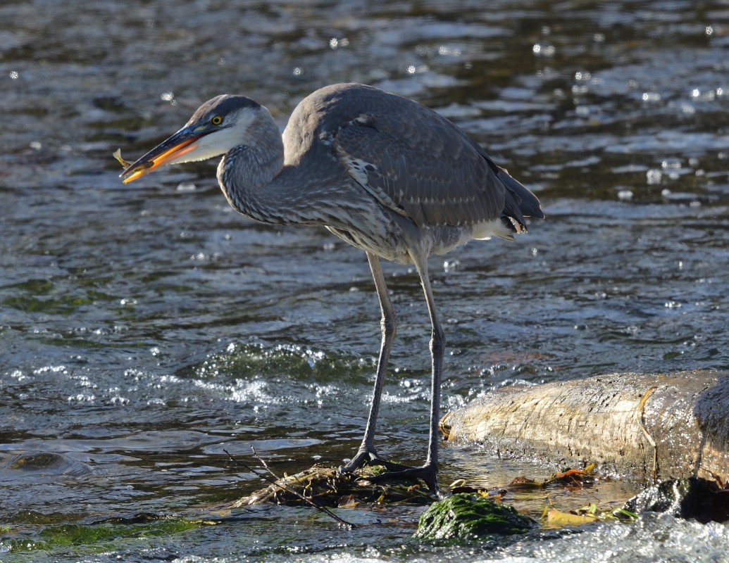 Blue Heron