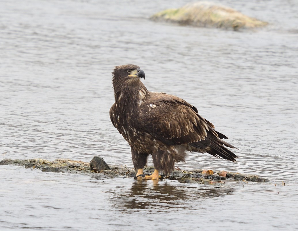 Juvenile Bald Eagle