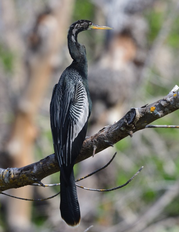 Anhinga