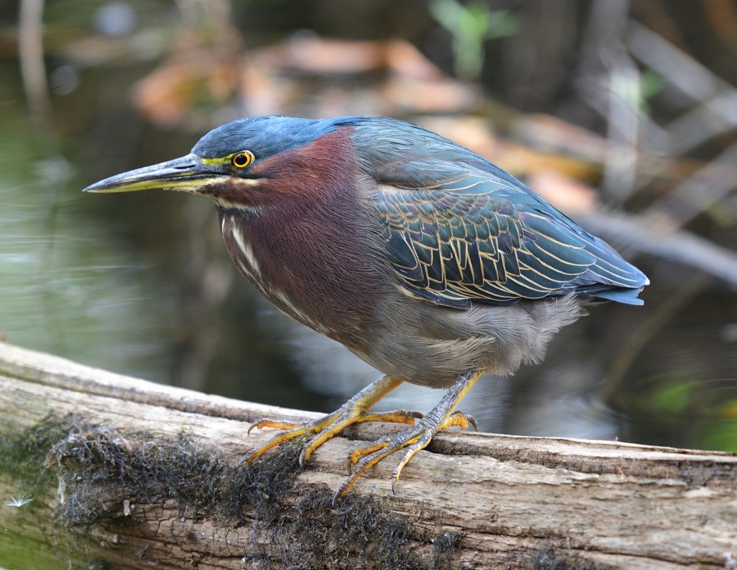 Green Heron