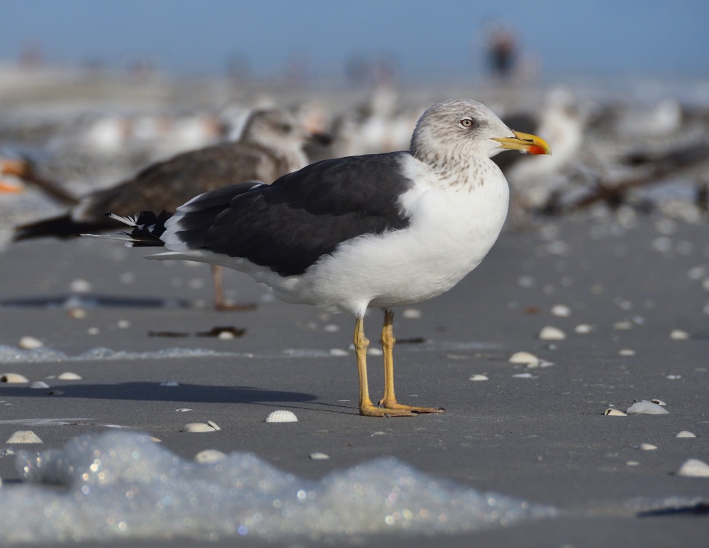 Great Blacked-backed Gull