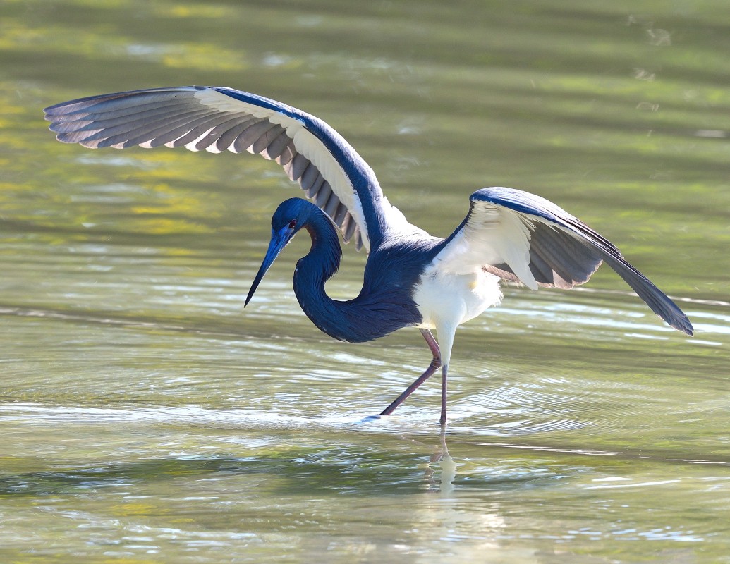 Tri Color Heron