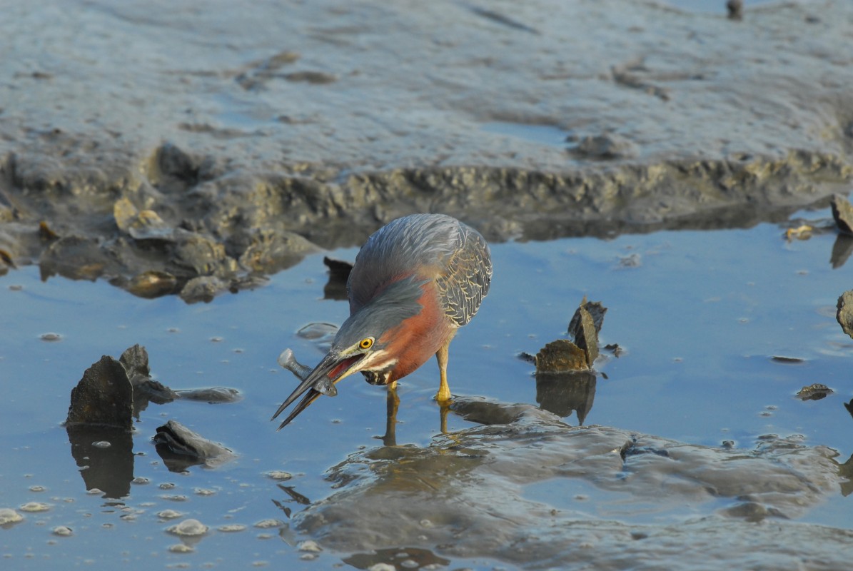 Green Heron w/ catch