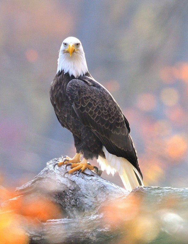 Bald Eagle image