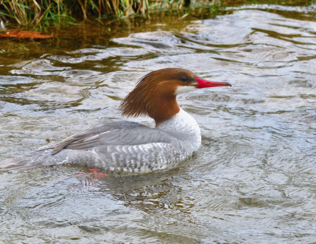 Female Common Merganser