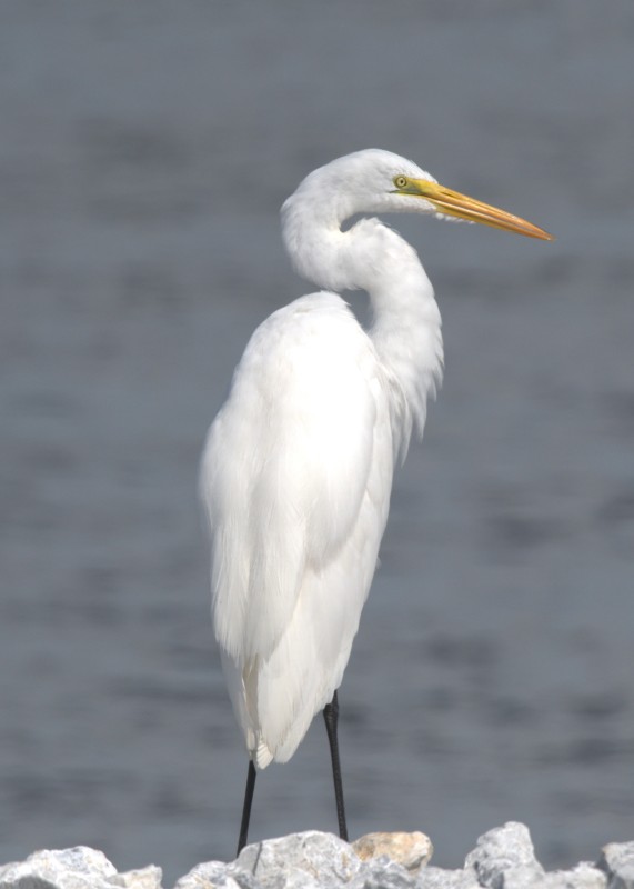 Great Egret