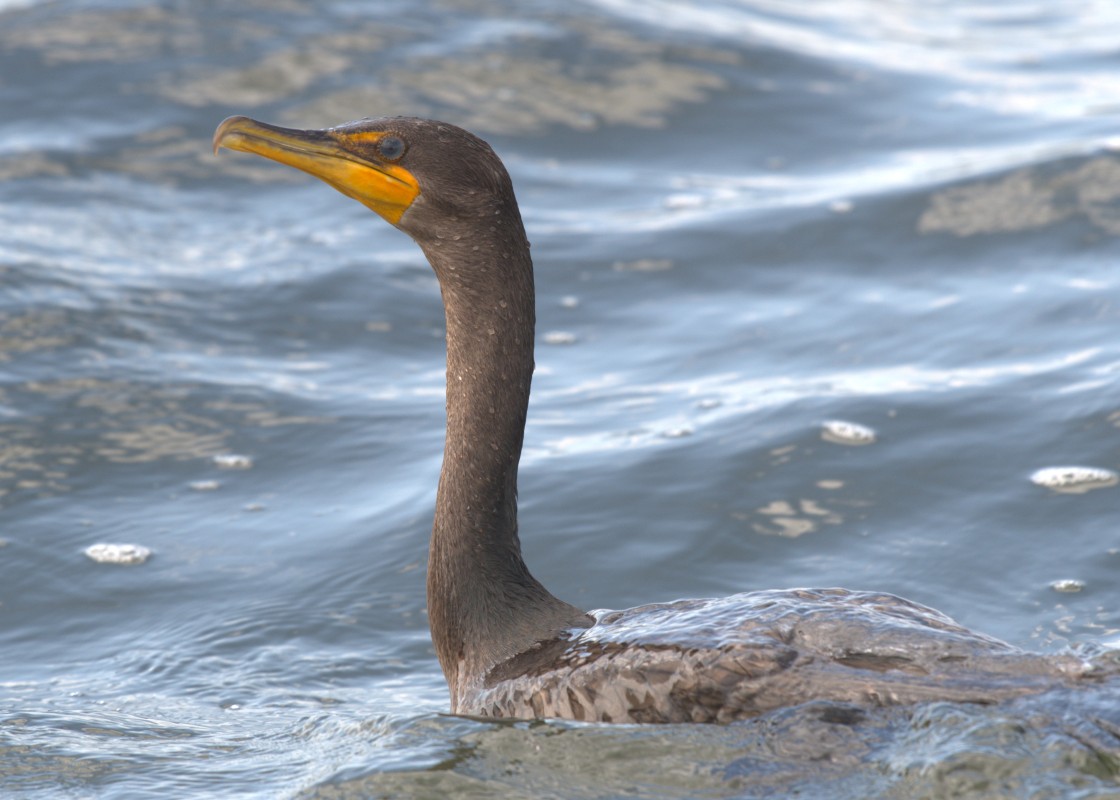 Cormorant