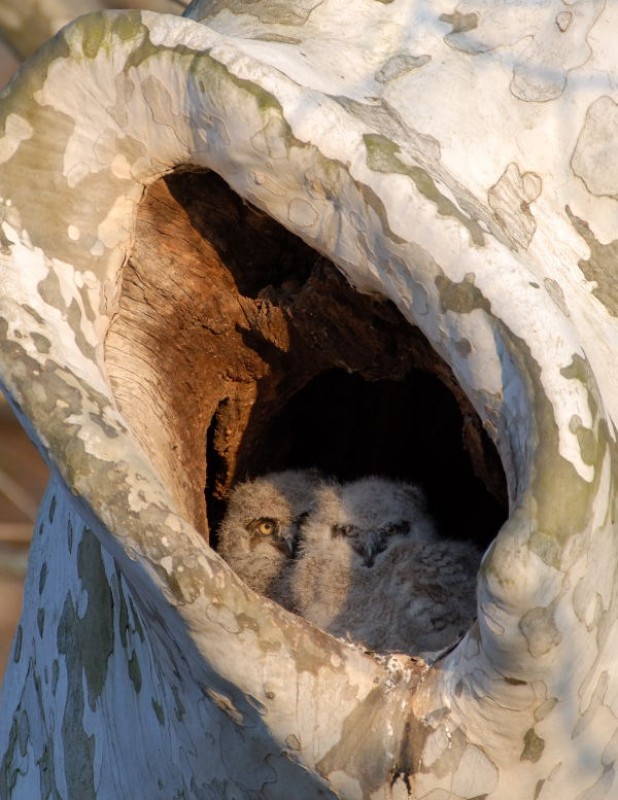 Great Horned owls