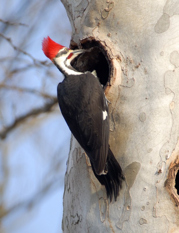 Pileated Woodpecker