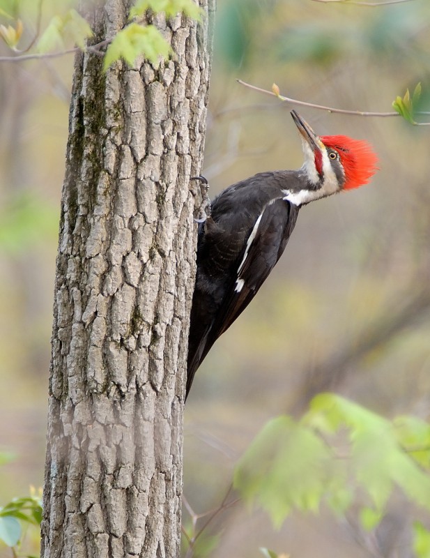 Pileated Woodpecker