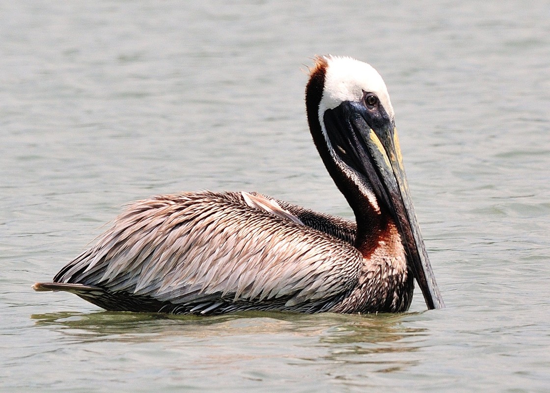 Brown Pelican
