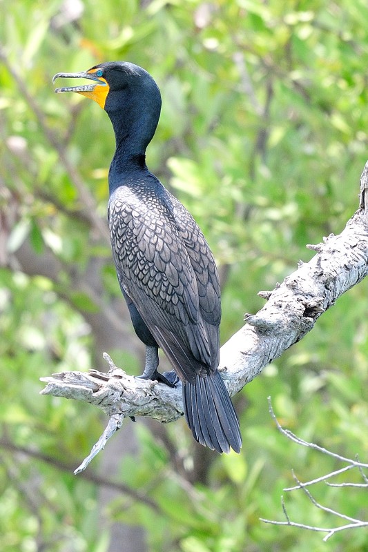 Great Cormorant