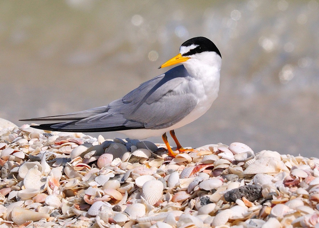 Least Tern